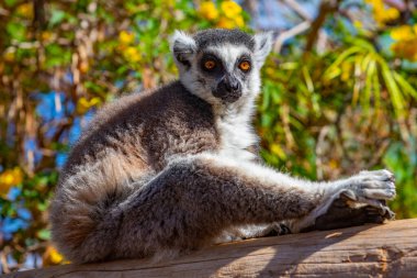 İspanya, Kanarya Adaları, Tenerife 'deki orman parkında halka kuyruklu lemur..