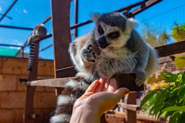 Halka kuyruklu lemur Tenerife, Kanarya Adaları, İspanya 'daki maymun parkında besleniyor..
