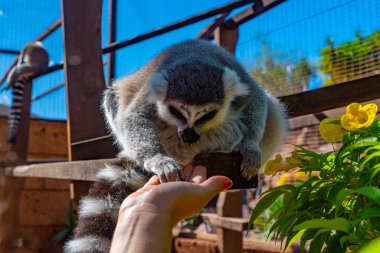 Halka kuyruklu lemur Tenerife, Kanarya Adaları, İspanya 'daki maymun parkında besleniyor..