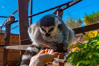 Halka kuyruklu lemur Tenerife, Kanarya Adaları, İspanya 'daki maymun parkında besleniyor..