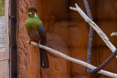 İspanya, Kanarya Adaları, Tenerife 'deki orman parkında beyaz yanaklı turako..