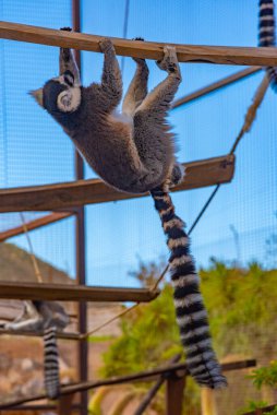 Halka kuyruklu lemur Tenerife, Kanarya Adaları, İspanya 'daki maymun parkında besleniyor..