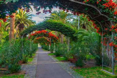 Garcia Sanabria Parkı Santa Cruz de Tenerife, Kanarya Adaları, İspanya.