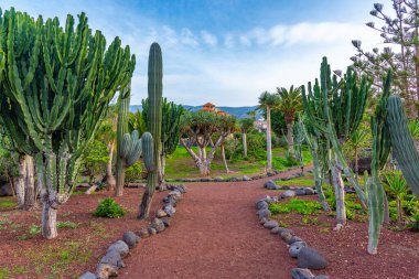 Tenerife 'deki Kaktüs bahçesi, Kanarya Adaları, İspanya.