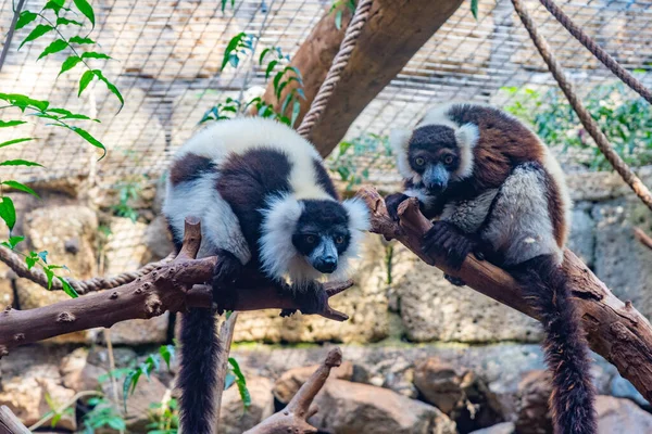 Lémure Gola Preta Branca Num Jardim Zoológico Tenerife Ilhas Canárias — Fotografia de Stock