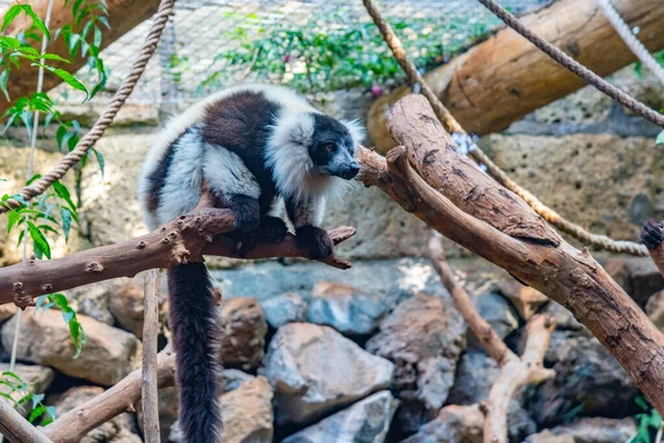 Lémure Gola Preta Branca Num Jardim Zoológico Tenerife Ilhas Canárias — Fotografia de Stock