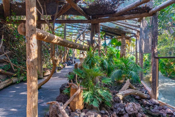 İspanya, Kanarya Adaları, Tenerife 'deki Maymun parkında orkide bahçesi.