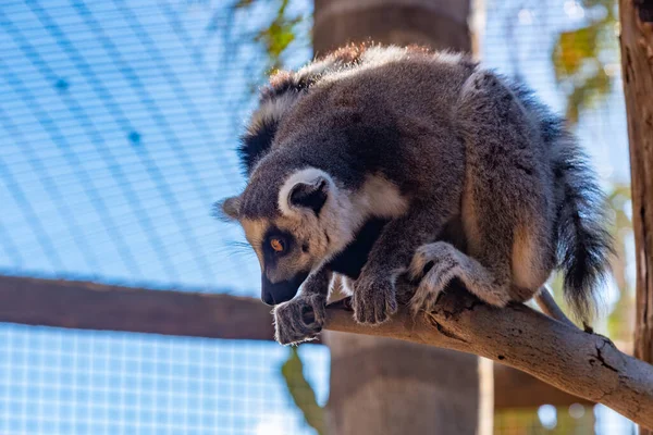 Lemure Coda Anello Nel Parco Della Giungla Tenerife Isole Canarie — Foto Stock