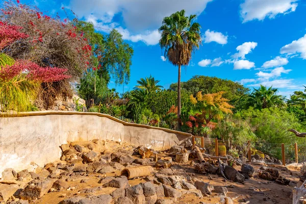 Tenerife, Kanarya Adaları, İspanya 'daki orman parkında..