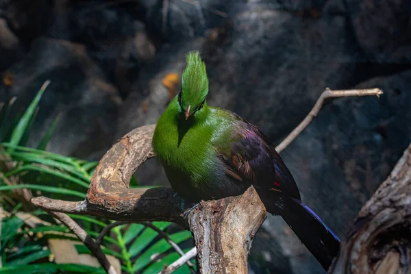 Weißwangen Turaco Dschungelpark Auf Teneriffa Kanarische Inseln Spanien — Stockfoto