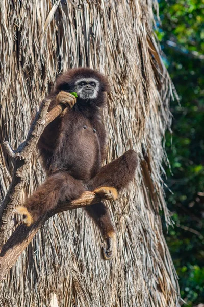 Vit Gibbon Djungelpark Teneriffa Kanarieöarna Spanien — Stockfoto