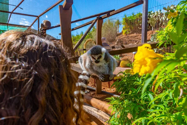 Halka kuyruklu lemur Tenerife, Kanarya Adaları, İspanya 'daki maymun parkında besleniyor..