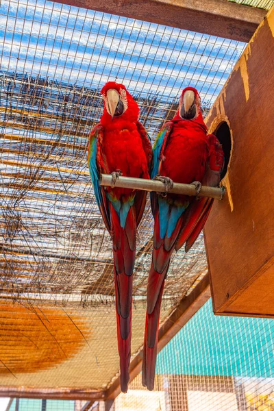 Roter Und Grüner Ara Dschungelpark Auf Teneriffa Kanarische Inseln Spanien — Stockfoto