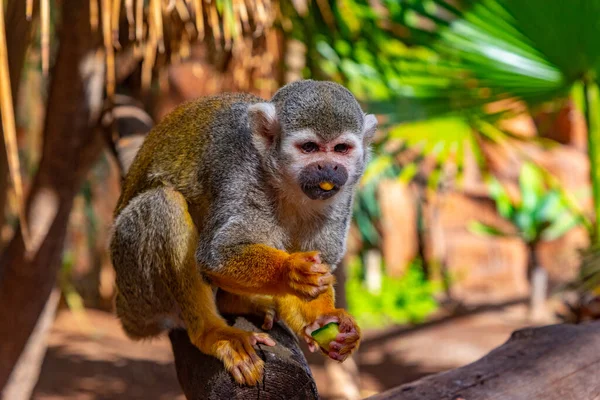 Macaco Esquilo Comum Ser Alimentado Parque Macacos Tenerife Ilhas Canárias — Fotografia de Stock