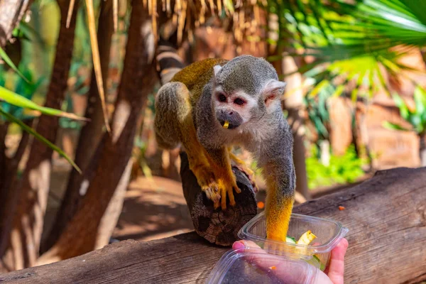 Tenerife, Kanarya Adaları 'ndaki maymun parkında beslenen sincap maymunu.