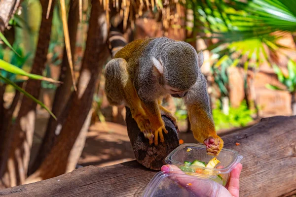 Macaco Esquilo Comum Ser Alimentado Parque Macacos Tenerife Ilhas Canárias — Fotografia de Stock