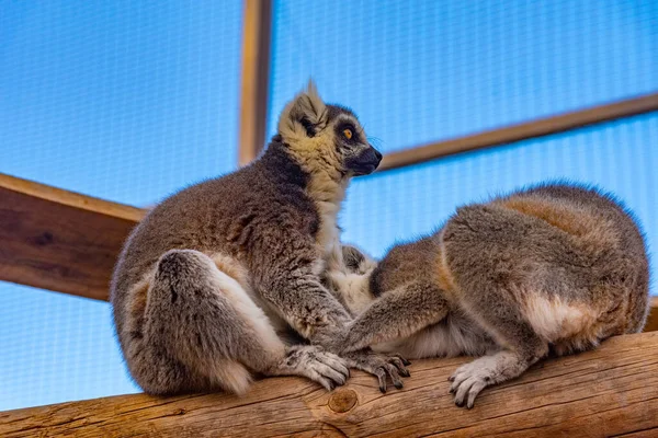 Spanya Kanarya Adaları Tenerife Deki Orman Parkında Halka Kuyruklu Lemur — Stok fotoğraf