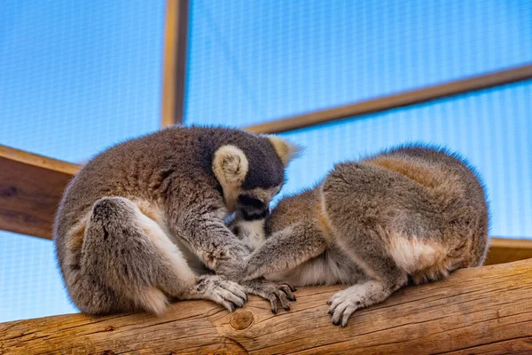 Spanya Kanarya Adaları Tenerife Deki Orman Parkında Halka Kuyruklu Lemur — Stok fotoğraf