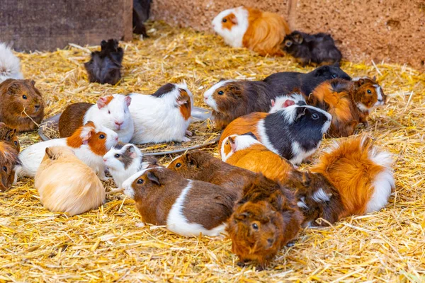 İspanya, Kanarya Adaları, Tenerife 'deki Maymun Parkı' nda kobay fareleri.