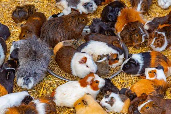 İspanya, Kanarya Adaları, Tenerife 'deki Maymun Parkı' nda kobay fareleri.