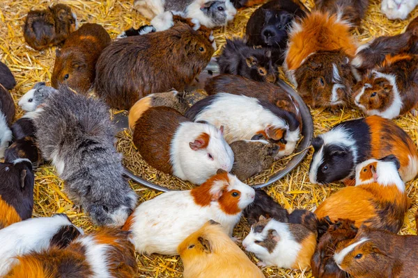 İspanya, Kanarya Adaları, Tenerife 'deki Maymun Parkı' nda kobay fareleri.