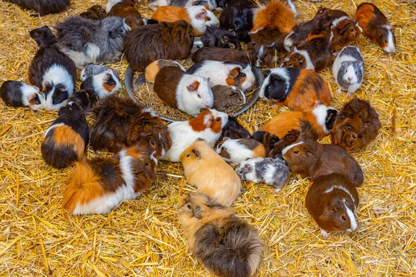 İspanya, Kanarya Adaları, Tenerife 'deki Maymun Parkı' nda kobay fareleri.