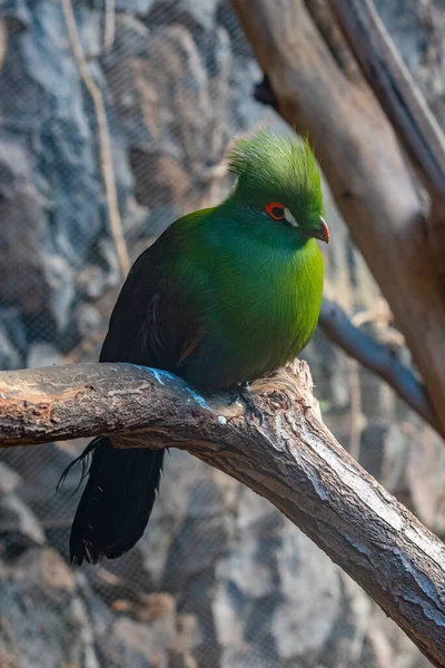 Weißwangen Turaco Dschungelpark Auf Teneriffa Kanarische Inseln Spanien — Stockfoto