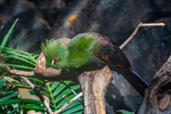 İspanya, Kanarya Adaları, Tenerife 'deki orman parkında beyaz yanaklı turako..