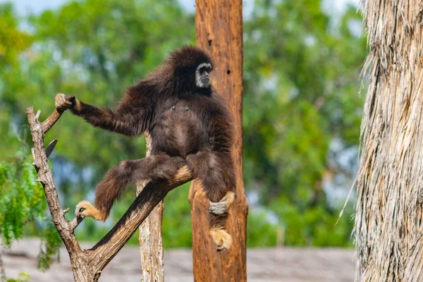 İspanya, Kanarya Adaları, Tenerife 'deki orman parkında beyaz elli bir şablon..