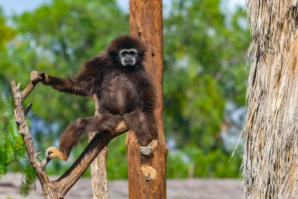 İspanya, Kanarya Adaları, Tenerife 'deki orman parkında beyaz elli bir şablon..
