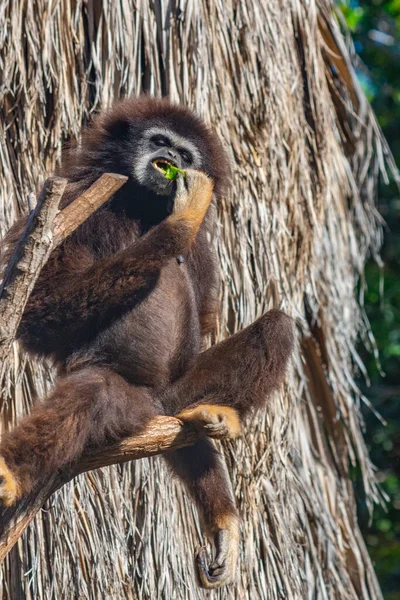 Vit Gibbon Djungelpark Teneriffa Kanarieöarna Spanien — Stockfoto