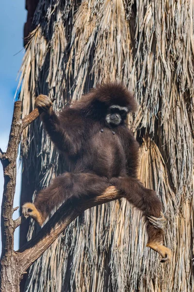 İspanya, Kanarya Adaları, Tenerife 'deki orman parkında beyaz elli bir şablon..