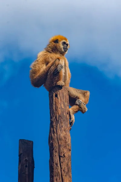 Gibón Mejillas Amarillas Parque Selva Tenerife Islas Canarias España — Foto de Stock