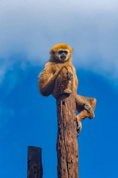 Gibbon Joues Jaunes Dans Parc Jungle Tenerife Îles Canaries Espagne — Photo