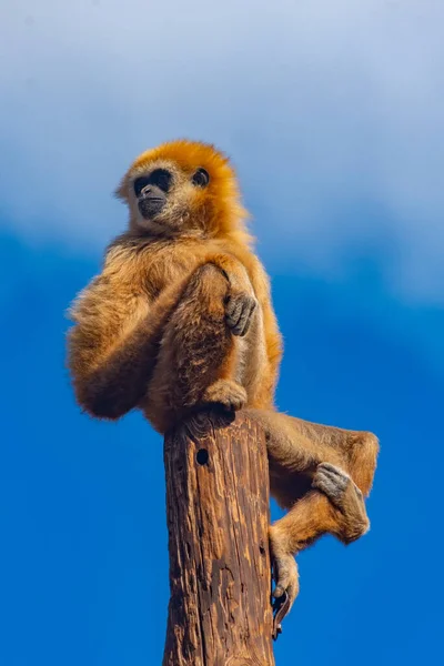 Gibbon Joues Jaunes Dans Parc Jungle Tenerife Îles Canaries Espagne — Photo