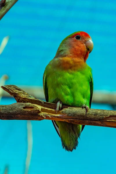 Broskvový Pták Džungli Tenerife Kanárské Ostrovy Španělsko — Stock fotografie