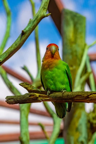 Persikoträd Turturduva Djungelpark Teneriffa Kanarieöarna Spanien — Stockfoto