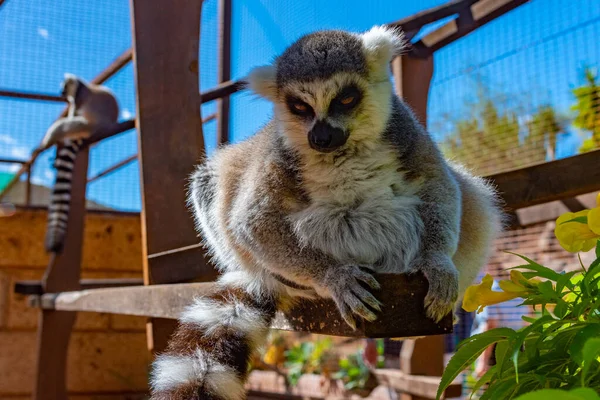 Halka kuyruklu lemur Tenerife, Kanarya Adaları, İspanya 'daki maymun parkında besleniyor..