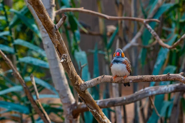 Diamante Mandarin Monkey Park Tenerife Canary Islands Spain — стоковое фото