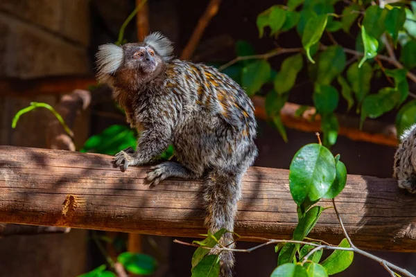 Marmoset Tufado Preto Parque Macacos Tenerife Ilhas Canárias Espanha — Fotografia de Stock