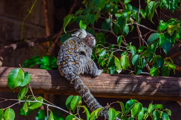 Marmoset Tufado Preto Parque Macacos Tenerife Ilhas Canárias Espanha — Fotografia de Stock