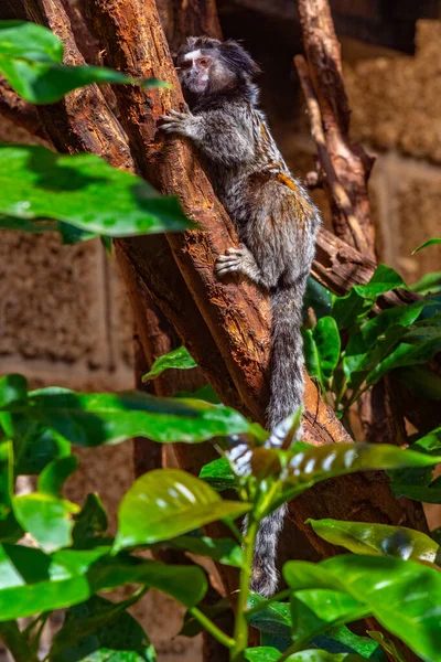 Marmoset Tufado Preto Parque Macacos Tenerife Ilhas Canárias Espanha — Fotografia de Stock