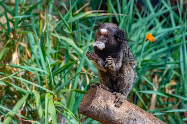 Marmoset Tufado Preto Parque Macacos Tenerife Ilhas Canárias Espanha — Fotografia de Stock