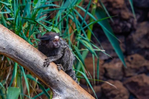 Black Tufted Marmoset Monkey Park Tenerife Canary Islands Spain — Stock Photo, Image