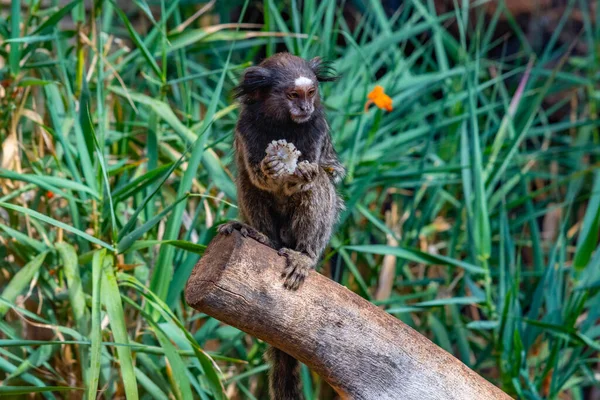 Marmoset Tufado Preto Parque Macacos Tenerife Ilhas Canárias Espanha — Fotografia de Stock