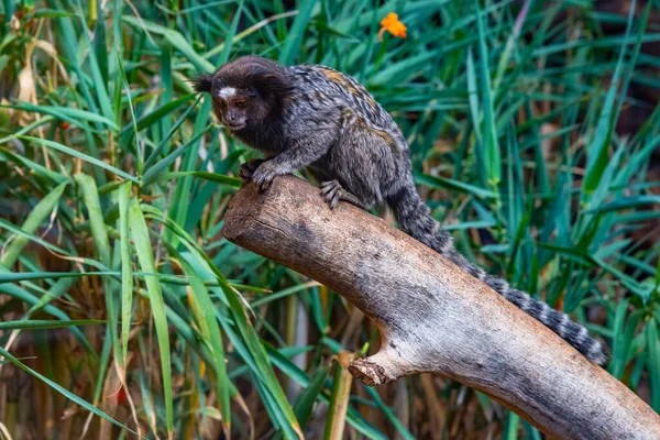 Spanya Kanarya Adaları Tenerife Deki Maymun Parkında Siyah Ipekli Marmoset — Stok fotoğraf