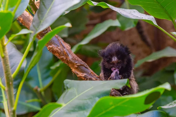 Marmoset Mechones Negros Parque Monos Tenerife Islas Canarias España — Foto de Stock