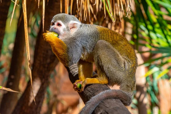 Macaco Esquilo Comum Ser Alimentado Parque Macacos Tenerife Ilhas Canárias — Fotografia de Stock