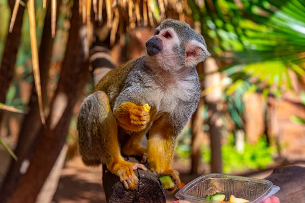 Macaco Esquilo Comum Ser Alimentado Parque Macacos Tenerife Ilhas Canárias — Fotografia de Stock