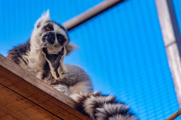 スペイン カナリア諸島のテネリフェ島の猿公園で飼育されているリングテールのキツネザル — ストック写真